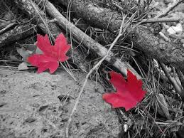 صور انستقرام ابيض واسود روعة بجودة Hd ميكساتك Autumn Leaves Black And White Image