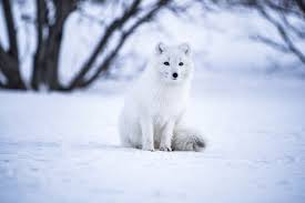 The arctic fox has a dense, bushy coat and a long, fluffy tail. What Do Arctic Foxes Eat Full List Of The Arctic Fox Diet