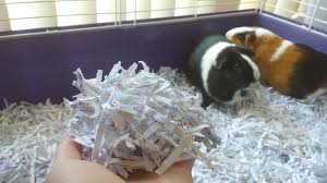 Diy guinea pig plush pillow bed tutorial. Diy Guinea Pig Bedding From Shredded Paper Pet Hacks