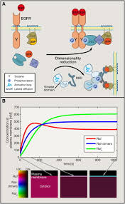 Thus, understanding the processes responsible for the maintenance of nucleolar shape and motion might help in the creation of new diagnostics and therapies for certain. The Interdependence Of Membrane Shape And Cellular Signal Processing Cell