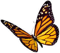 Butterfly Png Flying Png 910 803 Mariposa Monarca Mariposas Monarca Dibujo Pintura De Flores En Acrilico