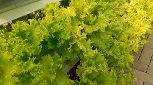 Maybe you would like to learn more about one of these? Daun Hidroponik Kering Penambahan Nutrisi Pada Hidroponik