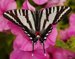 Black And White Striped Butterfly With Red Dots Tennesee State Butterfly Zebra Swallowtail On Pink Flower By Billcoo Via Flickr The Zebra Swallowtail Butterf Zebra Butterfly Butterfly Species Butterfly