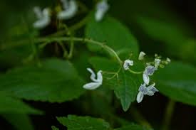 Image result for Equilabium laxiflorum