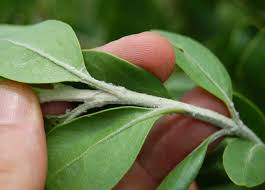 Image result for Chrysanthemoides monilifera