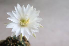 Di seguito la risposta corretta a pianta con fiori gialli a grappolo cruciverba, se hai bisogno di ulteriore aiuto per completare il tuo pianta palustre a fiori gialli; Piante Grasse Fiorite Le Varieta Piu Belle Colorate E Facili Da Coltivare
