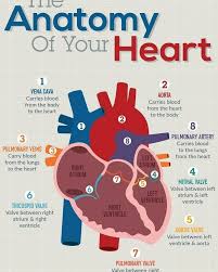 Joy Learning Learn The Anatomy Of The Heart The Easy Way Facebook