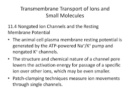 The resting membrane potential is determined by resting ion channels. Chapter 11 Transmembrane Transport Of Ions And Small Molecules Ppt Download