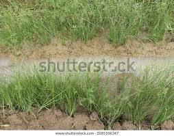 Image result for Cyperus laevigatus
