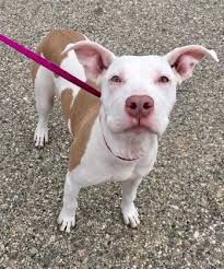 We feel that it is our responsibility to protect this breed that so enriches our lives daily. Dog For Adoption Bubbles A Boxer Mix In West Olive Mi Petfinder