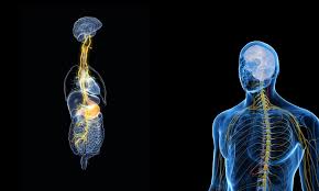 Vasovagal syncope (sudden fainting) is usually not serious, but it can signal a dangerous medical condition. What Is The Vagus Nerve Anatomy Function Damage And Treatment Fix24