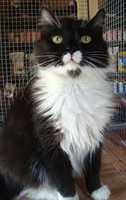 Maybe you would like to learn more about one of these? Frittata Tuxedo Domestic Long Hair Black And White Cat Stone Mountain Ga Pretty Cats White Cats Beautiful Kittens