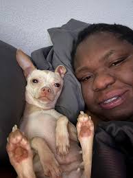 Non-barking Chihuahua watching TV