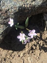 Maybe you would like to learn more about one of these? Jeffco Open Space On Twitter You Know Spring Has Sprung When You Start To See The White Pink And Reddish Flowers Of The Rocky Mountain Spring Beauty Please Remember To Never Pick