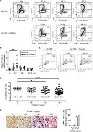 Check spelling or type a new query. Involvement Of Receptor Activator Of Nuclear Factor Kb Ligand Rankl Induced Incomplete Cytokinesis In The Polyploidization Of Osteoclasts Journal Of Biological Chemistry