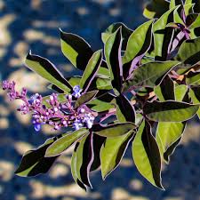 Image result for Vitex trifolia