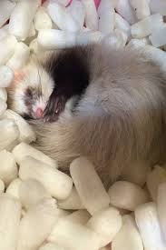 楽天市場 フェレット プレインスターチ おもちゃ 水に溶ける フェレット おもちゃ toy ストレス発散 デンプン eco エコ 安心 安全 動画 フェレットワールド 楽天市場店 フェレット かわいい おかしな動物 エキゾチックアニマル