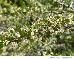 Image result for Gymnosporia buxifolia