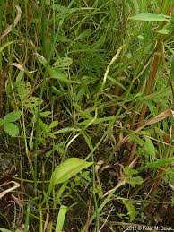 Image result for Ophioglossum thomasii