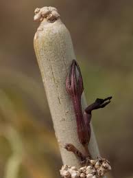Image result for Ceropegia namuliensis