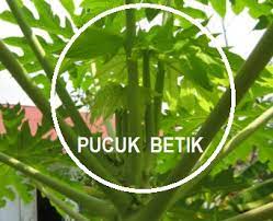 Cara mengobati batuk kering dengan bahan alami, efektif mengeluarkan dahak yang membandel. Anim Agro Technology Pucuk Betik Apa Gunanya Part 1