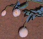 Image result for Maerua prittwitzii