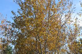 The leaves of the tree, also called a quaking aspen, make a lovely fluttering or quaking sound in the breeze. Prairie Gold Aspen