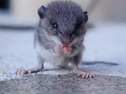 The amount of time mice can survive without food will depend a lot on the environmental conditions. How Long Can A Mouse Live Without Food And Water Quora