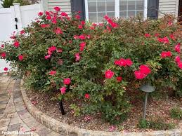 You would plant the knock out rose bush like any of our other plants. Pruning Knockout Roses When What And How Garden Sanity By Pet Scribbles