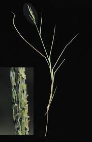 Image result for Oryza longistaminata