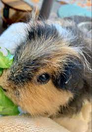 Pin On Feeding Guinea Pigs