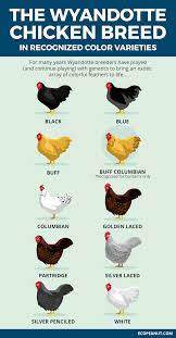 With wyandotte chickens, you will find about 17 different colors; Wyandotte Chickens Are They Right For Your Flock