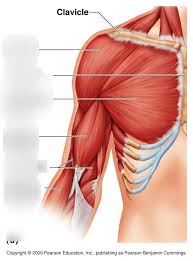 Shoulder muscles move the shoulder blades and upper arm bones. Arm Muscle Diagram Arm Muscles Anatomy Function Of Biceps Triceps Forearms Openfit Attached To The Bones Of The Skeletal System Are About 700 Named Muscle