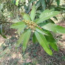 Image result for Lannea schimperi