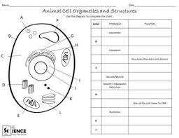 2.plant cells do, however, have a number of other specialized structures, including a rigid cell wall, central vacuole, plasmodesmata, and 2. Plant And Animal Cells Worksheets For Middle And High Scho Cells Worksheet Animal Cell Plant Cells Worksheet