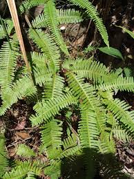 Image result for Dicranopteris elegantula