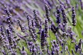 Growing up, i always thought they smelled like grapes. Why Does Everything Smell So Peacefully Of Lavender The New York Times