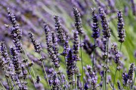 Planting fragrant bloomers in beds and containers on patios, porches, and near outdoor spaces puts them up close and personal. Why Does Everything Smell So Peacefully Of Lavender The New York Times