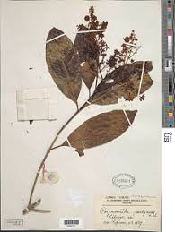 Image result for Corynanthe