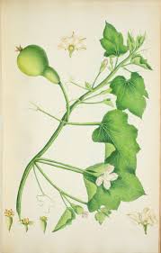 Image result for Eureiandra sp. A