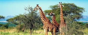 Das gilt insbesondere für destinationen innerhalb europas, südamerikas und asiens. Kapstadt Urlaub Die Gunstigsten Angebote Urlaubsschnappchen