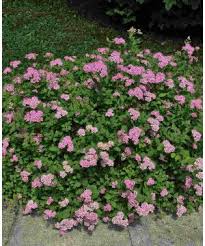 Image result for Spiraea japonica ´Little Princess