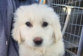 Great Pyrenees mix puppies for adoption