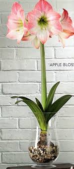 Amaryllis Bulbs Bulb Flowers Amaryllis Bulbs Indoor Flowers