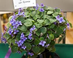 Image result for Streptocarpus eylesii
