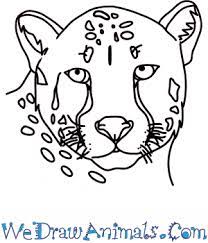 Learn how to draw a cheetah s head big cats step by step. How To Draw A Cheetah Head