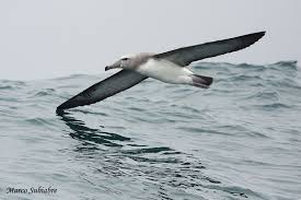 El Albatros Charles Baudelaire Baudelaire Commune Birds