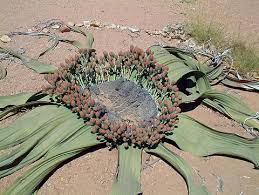 Image result for Welwitschiella