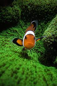 Looking for the best wallpapers? Mobile Styles