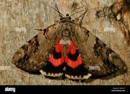 Image result for Catocala electa